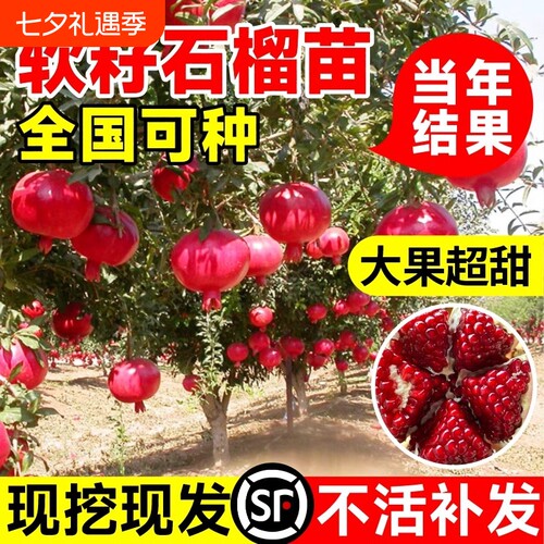 石榴树苗突尼斯软籽带土特