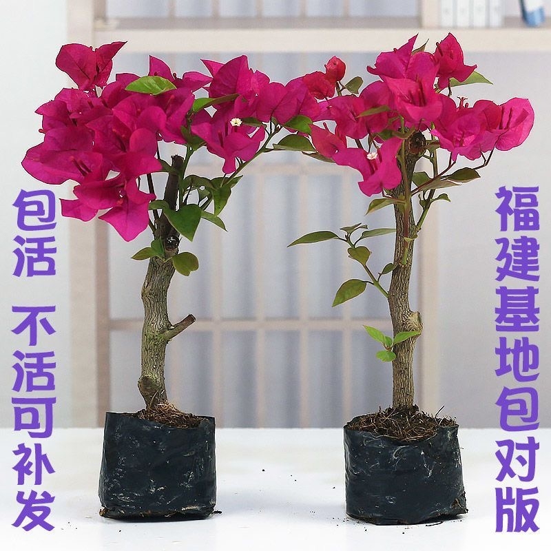 三角梅盆栽植物花卉苗新品种玫瑰阳台庭院净化空气四季开勤花盆景