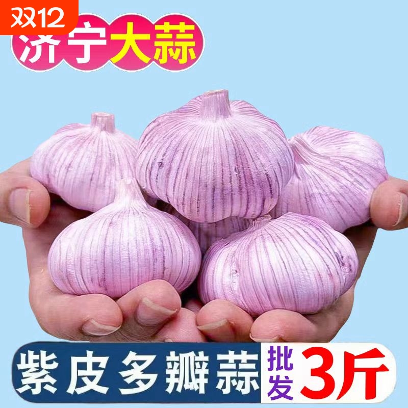 【十足干】山东紫白皮大蒜头干蒜批发红皮大蒜子优质多瓣大蒜便宜