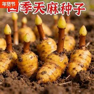 名贵中药材天麻种子好种植秋冬种植高产蔬菜种高发芽率种植-WZN