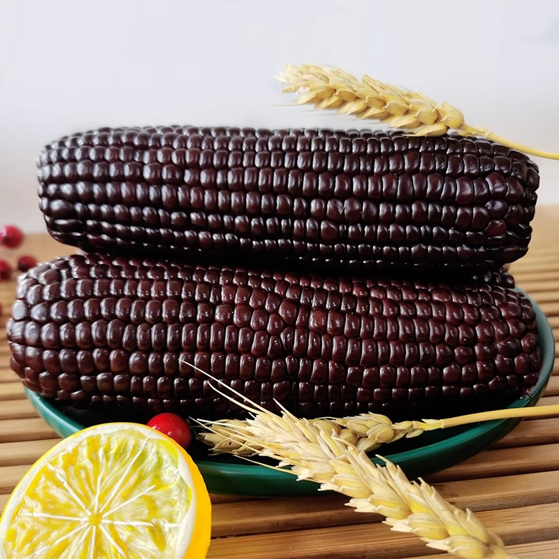 东北黑糯玉米2025新米吉林省