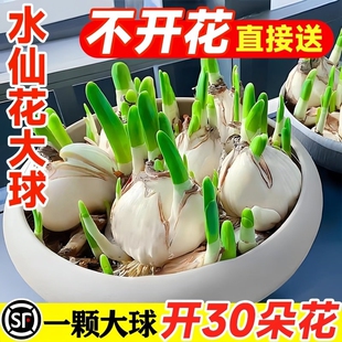 漳州水仙花种球水培盆栽植物带花苞室内水养冬季花卉郁金香年宵花