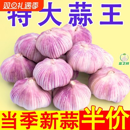 产山东紫皮大蒜头干蒜农家自种蔬菜红皮大蒜新鲜种植s当季批发价