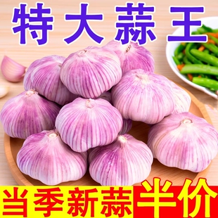 山东金乡紫皮大蒜头干蒜农家自种蔬菜红皮大蒜新鲜蔬菜当季批发价