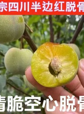 四川脱骨李子新鲜青红脆甜李空心半边红茵红李脆红李应季新鲜水果