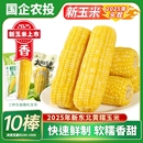 【农投集团】正宗东北黄糯玉米280-350g*8棒