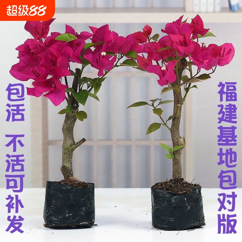三角梅盆栽植物花卉苗新品种玫瑰阳台庭院净化空气四季开勤花盆景
