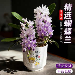 蝴蝶兰花苗带花剑花苞盆栽兰花大苗室内桌面花卉樱花蓝星小茴紫