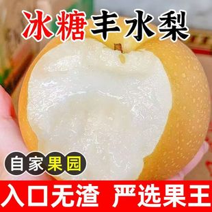 新上市头茬丰水梨当季新鲜采摘水果时令口感汁水多脆甜