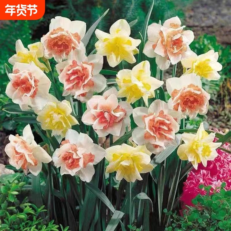 进口重瓣洋水仙种球四季开花室内盆栽花卉冬季耐寒水培土培花种子