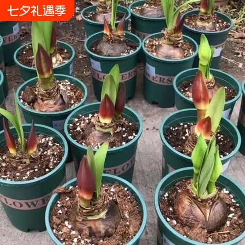 荷兰进口重瓣朱顶红种球室内外盆栽花卉值物易活花卉现挖特大种球