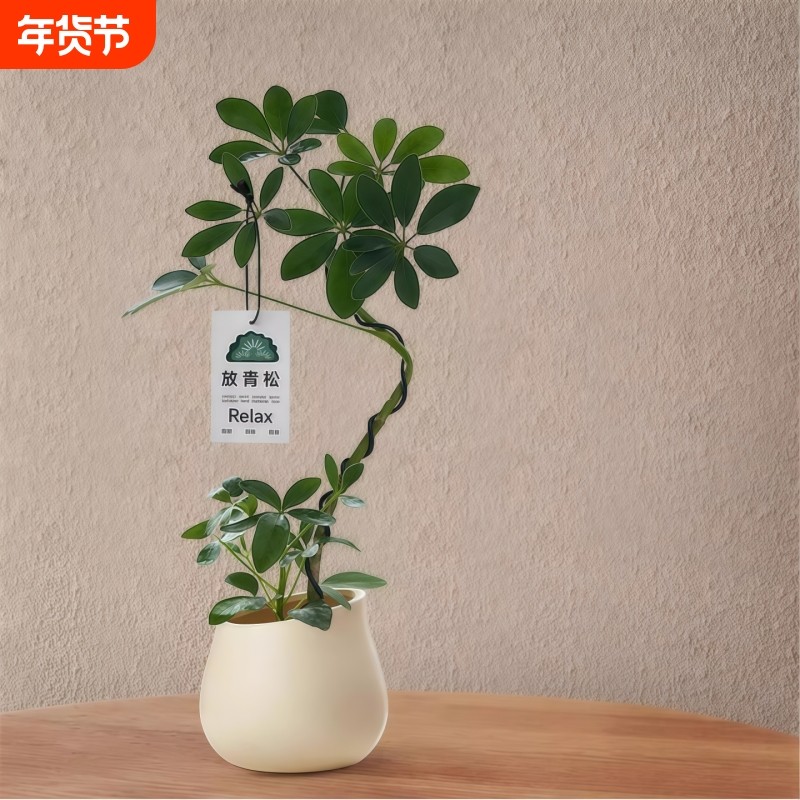 造型鸭脚木盆栽客厅室内八方来财鸭掌木办公桌面植物招财四季绿植,鲜花速递/花卉仿真/绿植园艺,绿植,淘宝优惠券,粉丝福利购,淘宝优惠卷