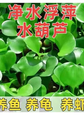 凤眼莲水草浮萍鱼缸乌龟虾花卉鱼池塘净化水生植物种苗莲花水葫芦