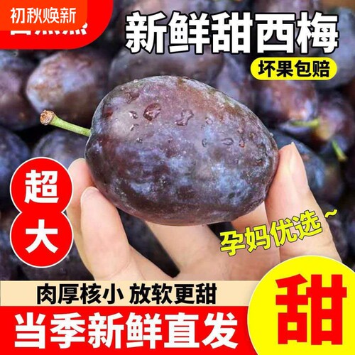 正宗女神大西梅新鲜采摘当季应季孕妇水果李子大果整箱包邮