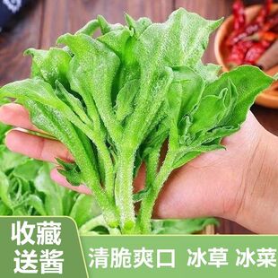 寿光源头 头茬鲜冰菜农家新鲜冰草冰菜冰花沙拉菜西餐蔬菜沙拉菜