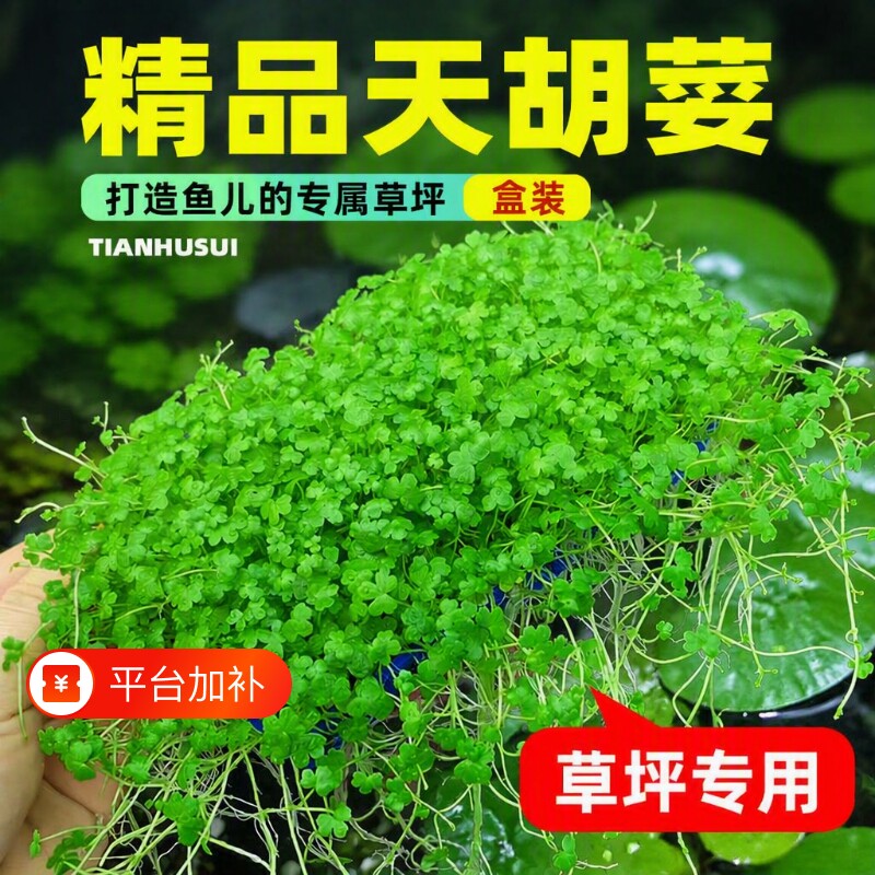 鱼缸天胡荽水草盒装天湖荽网片造景草坪专用爬地矮珍珠水培净水草