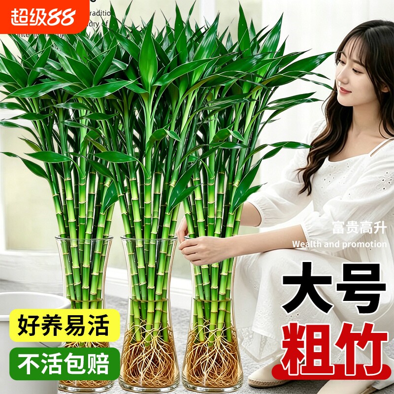 特大富贵竹水培植物节节高招财粗杆绿植室内盆栽观音竹带根发财竹