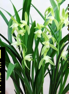 兰花盆栽建兰四季兰大凤素 客厅花卉植物室内花好养活