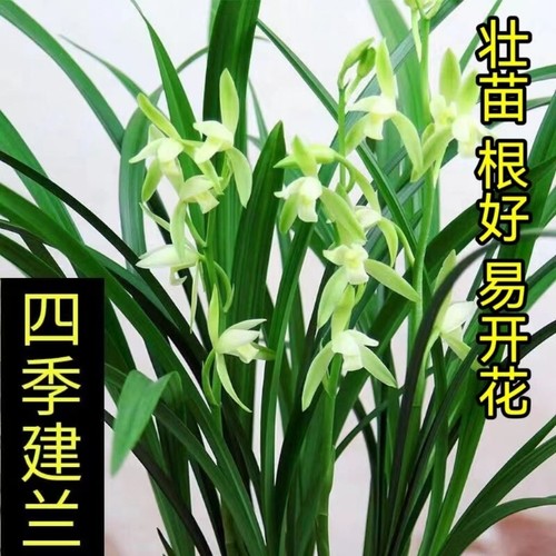兰花盆栽建兰四季兰大凤素 客厅花卉植物室内花好养活