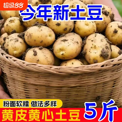 黄皮小土豆现挖新鲜黄心