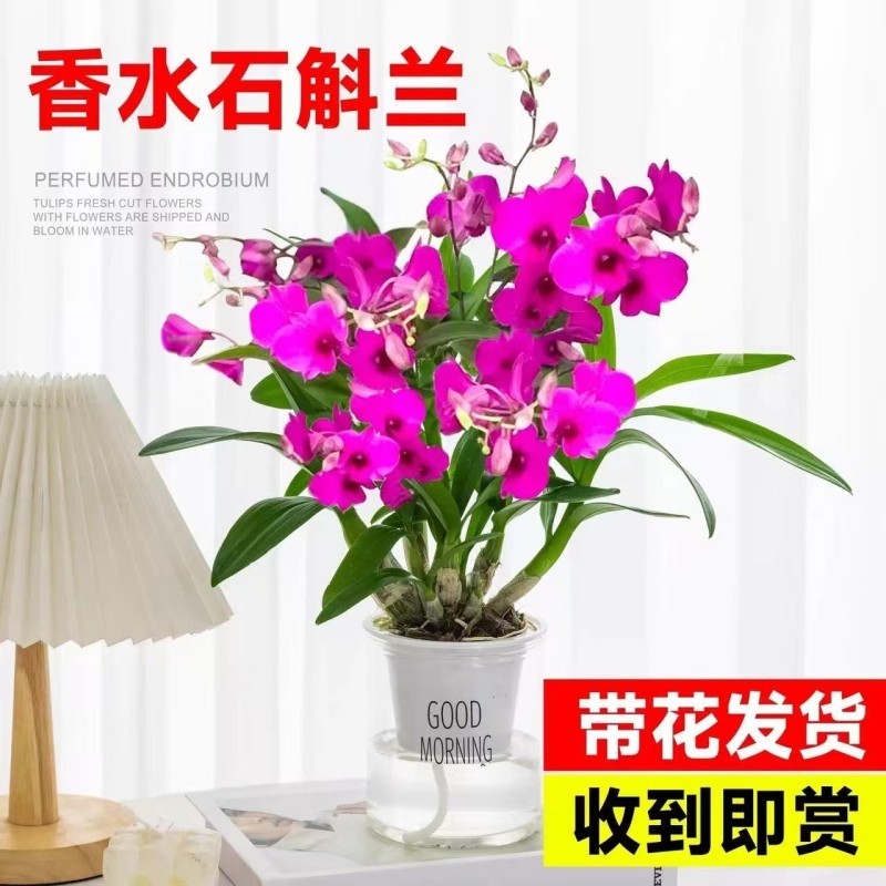香水石斛兰盆栽带花苞兰花卉室内水培植物四季开花好养绿植客厅