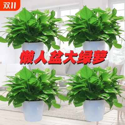 绿萝大盆栽净化空气|千人加购