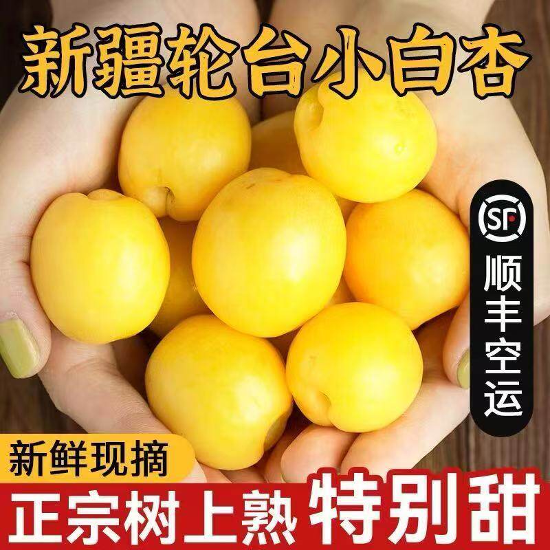 【顺丰空运】新疆轮台小白杏蜜甜不酸应季水果新鲜现摘产地直发