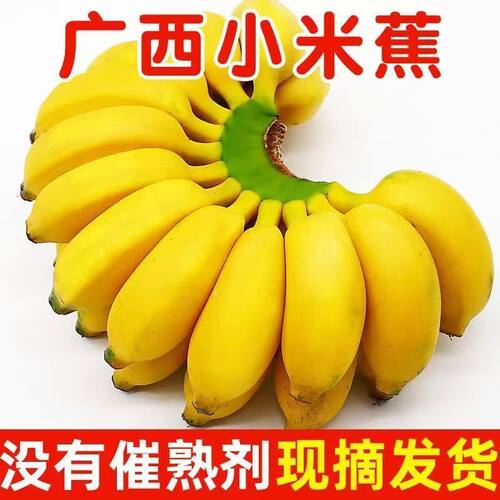 广西小米蕉当季新鲜水果
