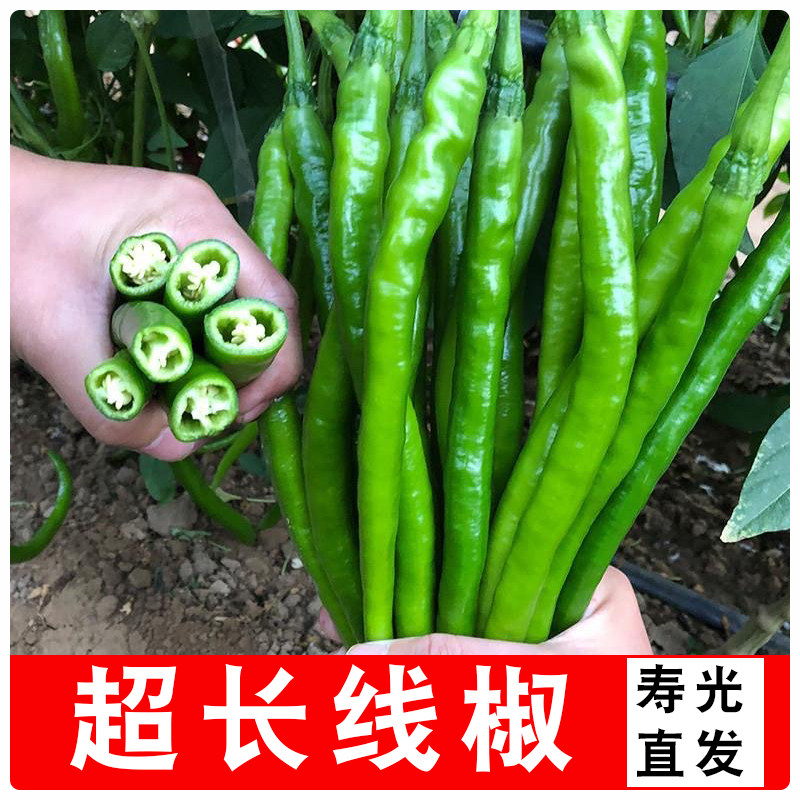 青辣椒新鲜蔬菜新鲜细长线椒辣椒线椒现摘长辣椒青椒尖椒尖椒辣椒