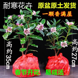 金边瑞香盆栽带花苞耐寒花卉冬季开花四季常青植物瑞香花苗年宵花