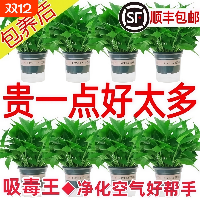 绿萝盆栽室内植物花卉绿植水培长藤垂吊大叶绿箩新房甲醛桌面客厅