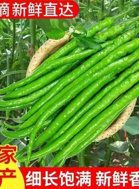 新鲜青线辣椒农家自种尖椒现摘青辣椒当季时令蔬菜二荆条产地直发