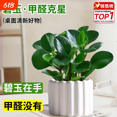 碧玉盆栽室内绿植盆景豆瓣绿净化空气美观客厅桌面小绿植四季常青