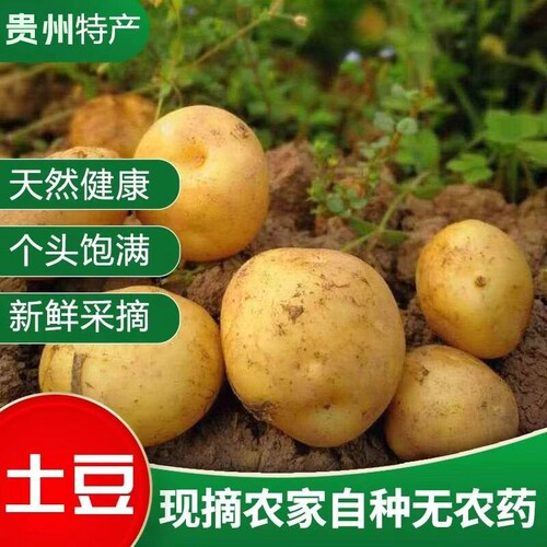 农家自种老品种马铃薯土豆 新鲜 黄皮黄心中大蔬菜 当季包邮