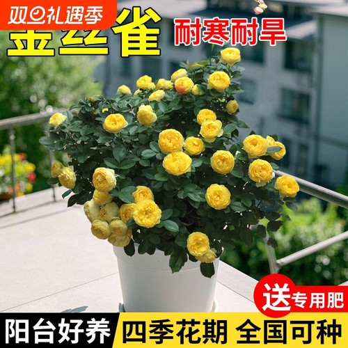 金丝雀月季庭院四季开花藤本月季