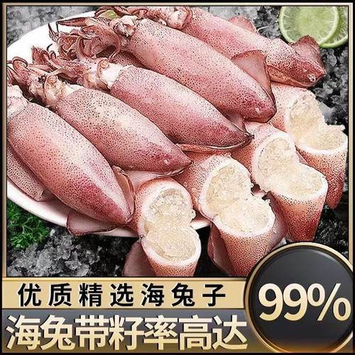 满籽籽乌海兔子新鲜海兔鲜活带籽笔管鱼大乌贼籽乌鱿鱼海鲜水产