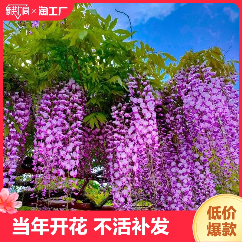 紫藤花树苗爬藤植物四季开花公园庭院围墙盆栽地栽耐寒花苗紫藤萝