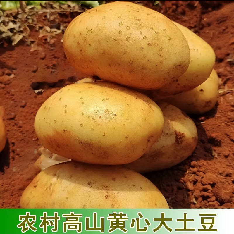 贵州农家黄心土豆新鲜现挖当季蔬菜马铃薯米拉洋芋9斤整箱包邮