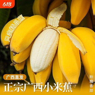 广西小米蕉当季新鲜水果自然熟小香蕉非芭蕉皇帝蕉整箱现摘大果