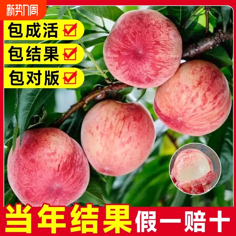 早熟水蜜桃树苗嫁接鹰嘴黄桃树南北方种植巨型桃树水果苗当年结果