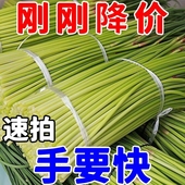 2024现摘新鲜蒜苔5斤蒜薹农家蒜毫自种蒜苗当季 应季 蔬菜蒜臺蒜心