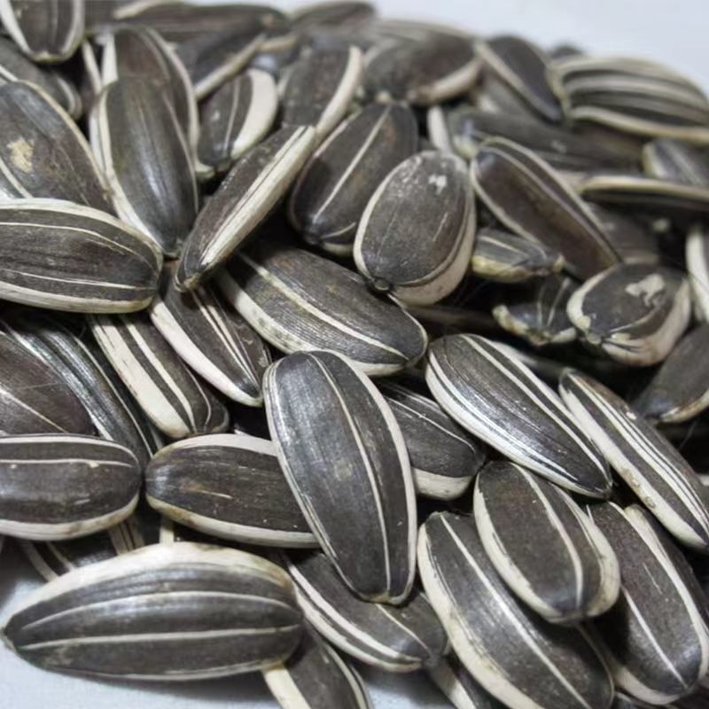 内蒙古内蒙炒熟新货葵花籽颗粒批发原味散装炒货葵花子零食瓜子