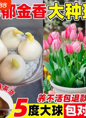 郁金香种球种子盆栽土培水培带花苞原生五度球花卉好养活水仙百合