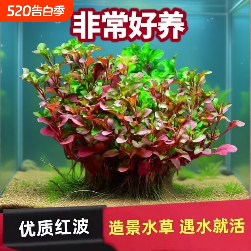 红波水草红色后景水草植物龟鱼缸造景无需二氧化碳懒人沉底淡水草