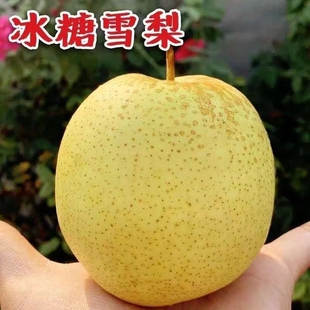 冰糖雪梨10斤应季水果新鲜特级梨子河北雪花梨赵县秋梨膏整箱包邮