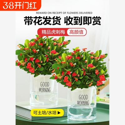 大叶铁海棠盆栽大花虎刺梅绿植