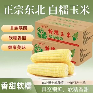 东北白糯玉米甜糯款黏糯鲜香粗粮代餐健康宿舍加热即食玉米黑土地