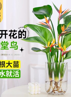 水培天堂鸟盆栽桌面植物