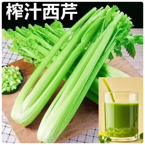 山东新鲜西芹产地直发包邮