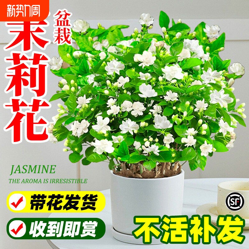 茉莉花盆栽阳台花卉带花苞老桩树苗驱蚊水培栀子花卉绿植室内好养